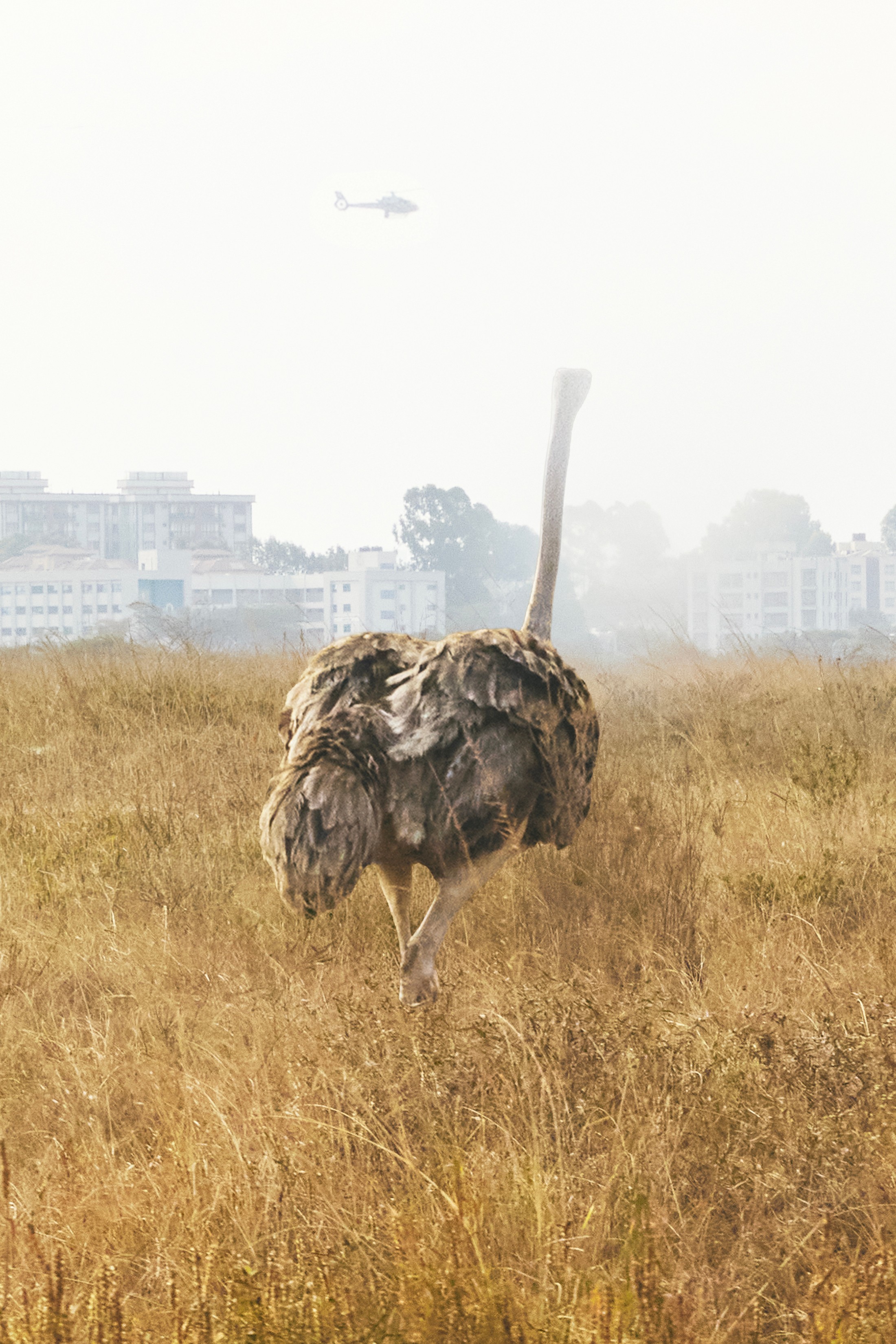 ostrich